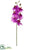 Phalaenopsis Orchid Spray - Orchid Cream - Pack of 12