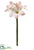 Amaryllis Spray - Pink Cream - Pack of 12