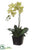 Silk Plants Direct Phalaenopsis Orchid Plant - Green - Pack of 4