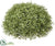 Boxwood Half Ball - Green - Pack of 6