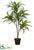 Exotic Dracaena Tree - Green - Pack of 4