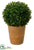 Boxwood Ball - Green - Pack of 2