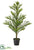 Norfolk Pine Tree - Green - Pack of 1