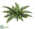 UV Protected Boston Fern Bush - Green - Pack of 12