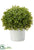 Boxwood Ball - Green - Pack of 4