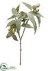 Silk Plants Direct Eucalyptus Seed Spray - Green - Pack of 12