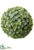 Sedum Orb - Green - Pack of 6