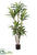 Draceana Tree - Green - Pack of 2