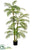 Areca Palm Tree - Green - Pack of 1