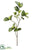 Piper Sarmentosum Leaf Branch - Green - Pack of 6