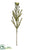 Leucadendron Spray - Green - Pack of 12