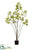 Cotinus Tree - Green - Pack of 4