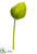 Anthurium Spray - Green - Pack of 12