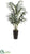 Kentia Palm - Green - Pack of 1