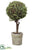 Baby's Tear Ball Topiary - Green - Pack of 4