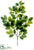 Ficus Leaf Spray - Green - Pack of 12