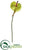 Anthurium Spray - Green - Pack of 12