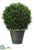 Boxwood Topiary - Green - Pack of 1