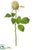 Rose Bud Spray - Beige Green - Pack of 12