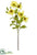 Chinese Hibiscus Spray - Yellow Green - Pack of 12