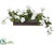 Geranium - White Green - Pack of 1