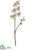 Silk Plants Direct Phalaenopsis Orchid Spray - White Green - Pack of 6