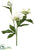 Helleborus Spray - Cream Green - Pack of 12