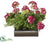 Geranium, Fern - Beauty Green - Pack of 1