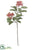 Skimmia Spray - Orange - Pack of 12