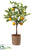 Orange Topiary - Green Orange - Pack of 2