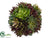 Succulent Ball - Green Burgundy - Pack of 6