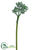 Sedum Spray - Green Gray - Pack of 12