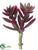 Senecio Pick - Burgundy - Pack of 24