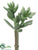 Senecio Pick - Green Gray - Pack of 24