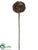 Sedum Stem - Coffee - Pack of 36