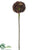 Sedum Stem - Coffee - Pack of 36