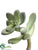 Pierre De Lune Succulent - Green - Pack of 12