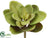 Sedum Pick - Green Burgundy - Pack of 24