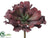 Ruffle Sedum Spray - Burgundy - Pack of 12