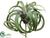 Tillandsia Pick - Green Gray - Pack of 4