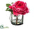 Peony - Beauty - Pack of 1