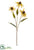 Rudbeckia Spray - Olive Green Light - Pack of 12