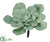 Echeveria Pick - Green Light - Pack of 6