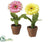 Gerbera Daisy - Assorted - Pack of 4