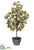 Smoke Tree - Green Two Tone - Pack of 1