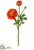 Ranuculus Spray - Orange Two Tone - Pack of 12