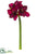 Amaryllis Spray - Burgundy Two Tone - Pack of 12