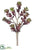 Sedum Pick - Burgundy - Pack of 24