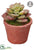 Silk Plants Direct Succulent Garden - Green Burgundy - Pack of 12