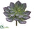 Echeveria Pick - Green Burgundy - Pack of 12